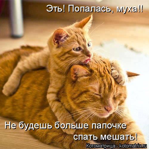 Котоматрица: Эть! Попалась, муха!! Не будешь больше папочке спать мешать!