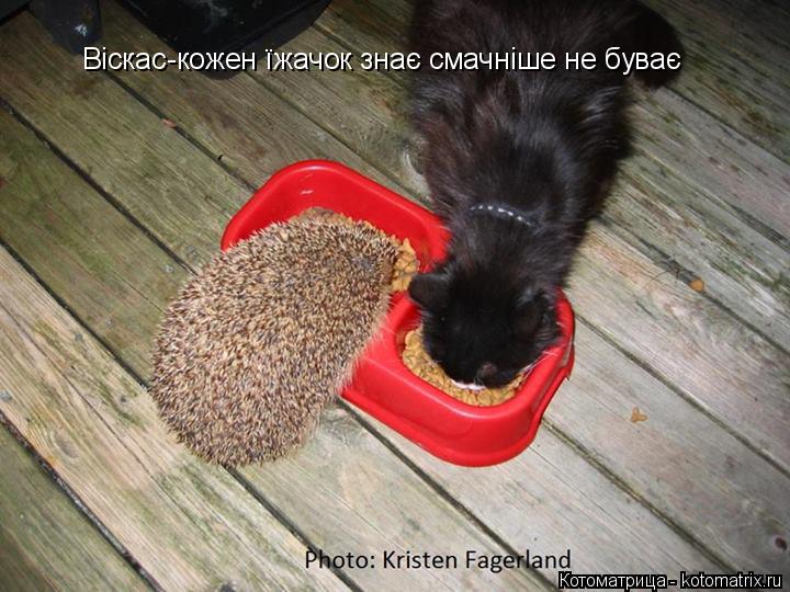 Віскас-кожен їжачок знає смачніше не буває... Котоматрица: Віскас-кожен їжачок знає смачніше не буває