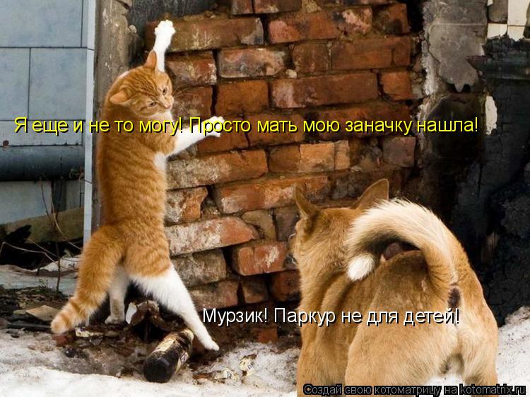Мурзик! Паркур не для детей! Я еще и не то могу! Просто мать мою заначку нашла!... Котоматрица: Мурзик! Паркур не для детей! Я еще и не то могу! Просто мать мою заначку нашла!