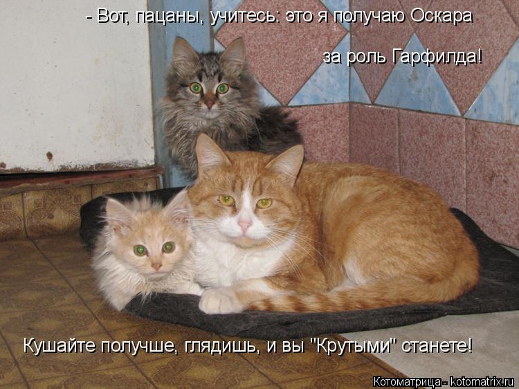Котоматрица: за роль Гарфилда! Кушайте получше, глядишь, и вы "Крутыми" станете!  - Вот, пацаны, учитесь: это я получаю Оскара
