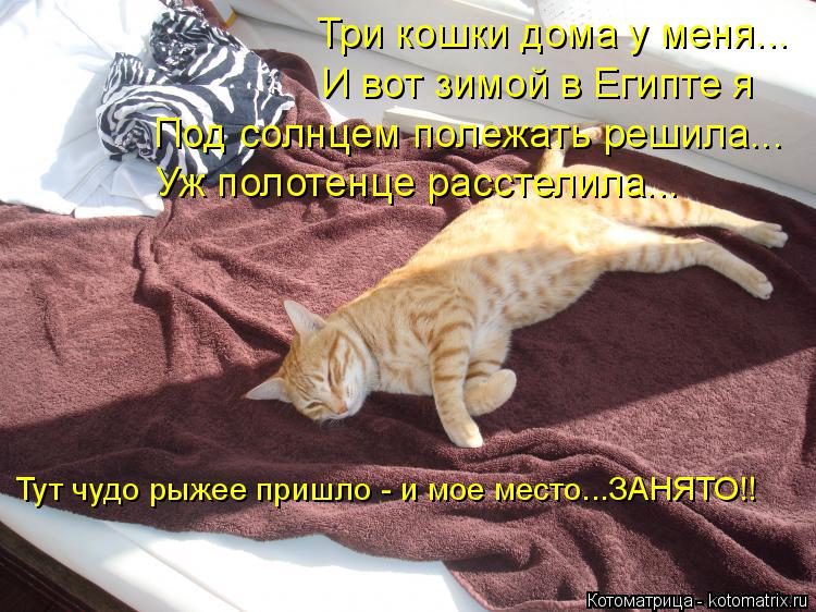 Котоматрица: Три кошки дома у меня... И вот зимой в Египте я Под солнцем полежать решила... Уж полотенце расстелила... Тут чудо рыжее пришло - и мое место...ЗА