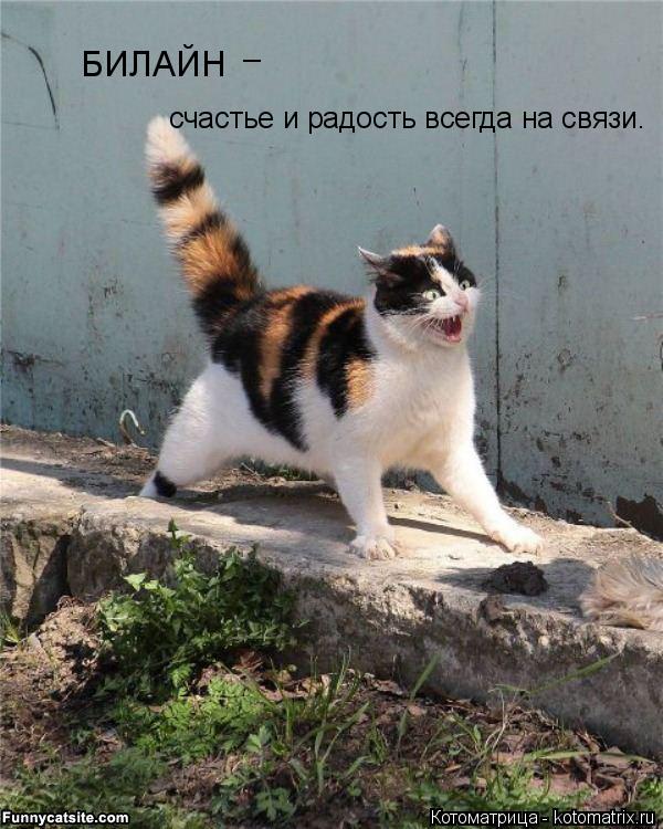 Котоматрица: БИЛАЙН счастье и радость всегда на связи. _