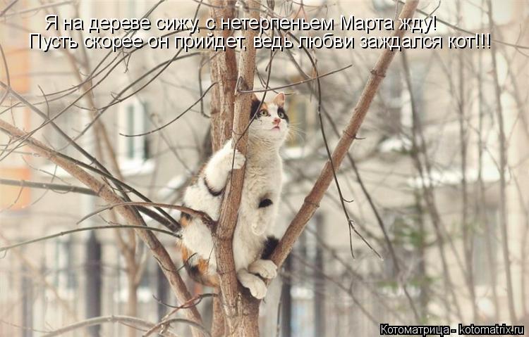 Я на дереве сижу, с нетерпеньем Марта жду! Пусть скорее он прийдет, ведь любви заждался кот!!!... Котоматрица: Я на дереве сижу, с нетерпеньем Марта жду! Пусть скорее он прийдет, ведь любви заждался кот!!!
