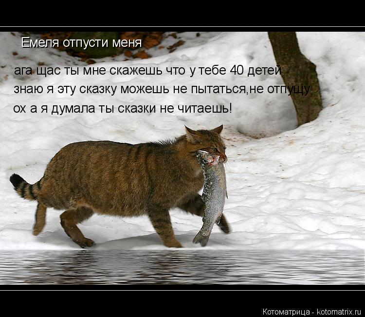 Котоматрица: Емеля отпусти меня ага щас ты мне скажешь что у тебе 40 детей  знаю я эту сказку можешь не пытаться,не отпущу  ох а я думала ты сказки не читаеш