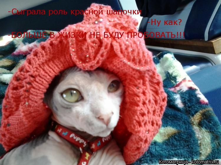 Котоматрица: -Cыграла роль красной шапочки -Ну как? -БОЛЬШЕ В ЖИЗКИ НЕ БУДУ ПРОБОВАТЬ!!!
