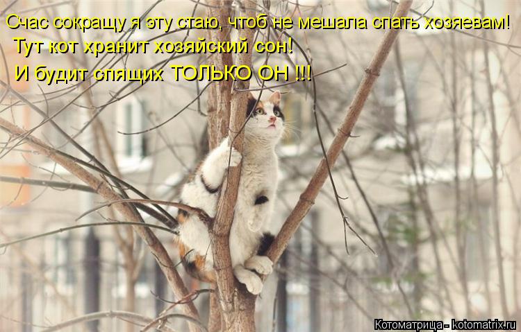 Счас сокращу я эту стаю, чтоб не мешала спать хозяевам! Тут кот хранит хозяйский сон! И будит спящих ... Котоматрица: Счас сокращу я эту стаю, чтоб не мешала спать хозяевам! Тут кот хранит хозяйский сон! И будит спящих ТОЛЬКО ОН !!!