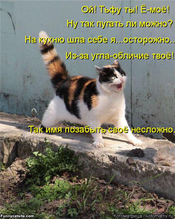 Ой! Тьфу ты! Ё-моё! Ну так пугать ли можно? На кухню шла себе я...осторожно... Из-за угла-обличие тво... Котоматрица: Ой! Тьфу ты! Ё-моё! Ну так пугать ли можно? На кухню шла себе я...осторожно... Из-за угла-обличие твоё! Так имя позабыть своё несложно.