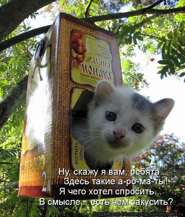 Ну, скажу я вам, ребята... Здесь такие а-ро-ма-ты! Я чего хотел спросить... В смысле... есть чем заку... Котоматрица: Ну, скажу я вам, ребята... Здесь такие а-ро-ма-ты! Я чего хотел спросить... В смысле... есть чем закусить?