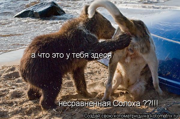 а что это у тебя здеся несравненная Солоха ??!!!... Котоматрица: а что это у тебя здеся несравненная Солоха ??!!!