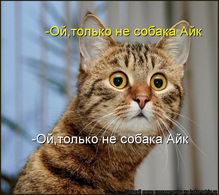 -Ой,только не собака Айк -Ой,только не собака Айк... Котоматрица: -Ой,только не собака Айк -Ой,только не собака Айк