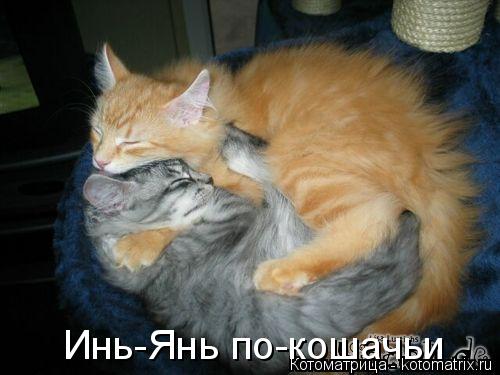 Инь-Янь по-кошачьи... Котоматрица: Инь-Янь по-кошачьи