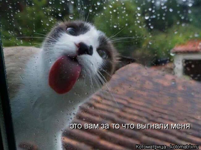 это вам за то что выгнали меня... Котоматрица: это вам за то что выгнали меня
