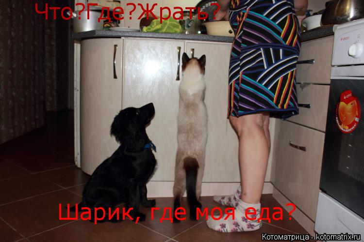 Что?Где?Жрать? Шарик, где моя еда?... Котоматрица: Что?Где?Жрать? Шарик, где моя еда?