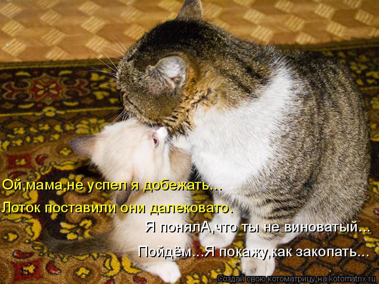 Ой,мама,не успел я добежать... Лоток поставили они далековато. Я понялА,что ты не виноватый... Пойдём... Котоматрица: Ой,мама,не успел я добежать... Лоток поставили они далековато. Я понялА,что ты не виноватый... Пойдём...Я покажу,как закопать...