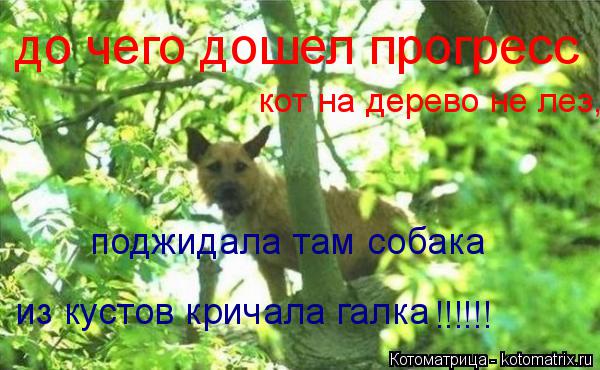 до чего дошел прогресс кот на дерево не лез, поджидала там собака из кустов кричала галка ... Котоматрица: до чего дошел прогресс кот на дерево не лез, поджидала там собака из кустов кричала галка !!!!!!