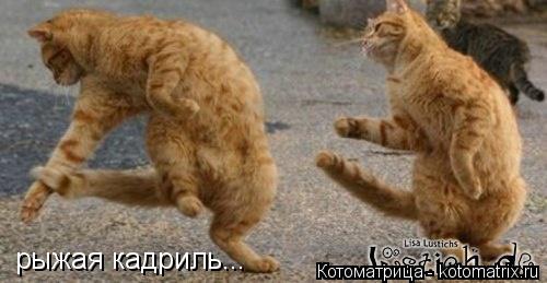 рыжая кадриль...... Котоматрица: рыжая кадриль...