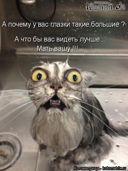 А почему у вас глазки такие,большие ? А что бы вас видеть лучше... Мать вашу !!!...... Котоматрица: А почему у вас глазки такие,большие ? А что бы вас видеть лучше... Мать вашу !!!...