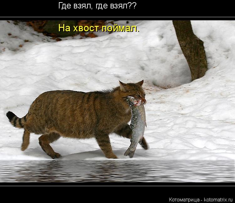 Котоматрица: Где взял, где взял?? На хвост поймал.
