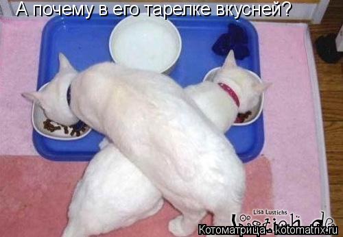 А почему в его тарелке вкусней?... Котоматрица: А почему в его тарелке вкусней?