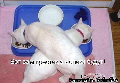 Вот вам крестик,а нолики будут!... Котоматрица: Вот вам крестик,а нолики будут!