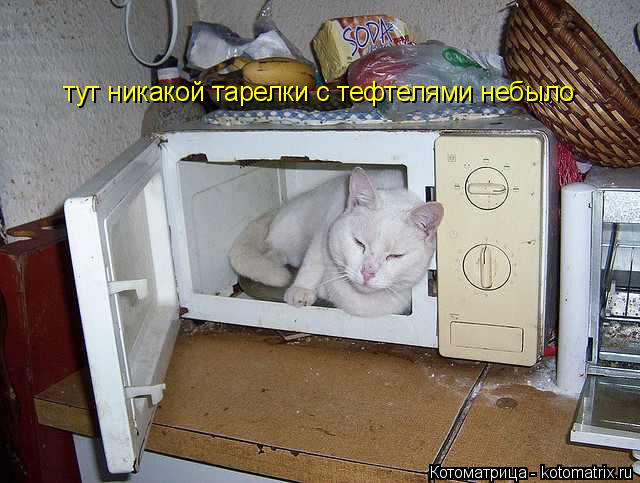 тут никакой тарелки с тефтелями небыло... Котоматрица: тут никакой тарелки с тефтелями небыло