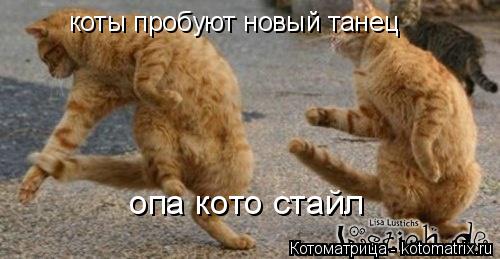 коты пробуют новый танец опа кото стайл... Котоматрица: коты пробуют новый танец опа кото стайл