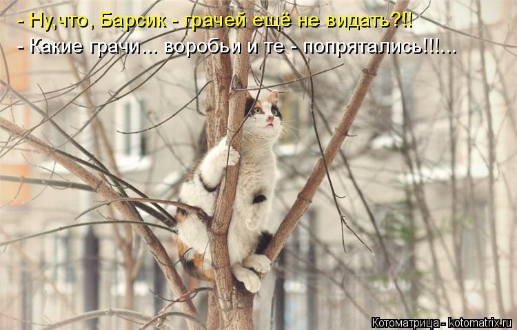 - Ну,что, Барсик - грачей ещё не видать?!! - Какие грачи... воробьи и те - попрятались!!!...... Котоматрица: - Ну,что, Барсик - грачей ещё не видать?!! - Какие грачи... воробьи и те - попрятались!!!...