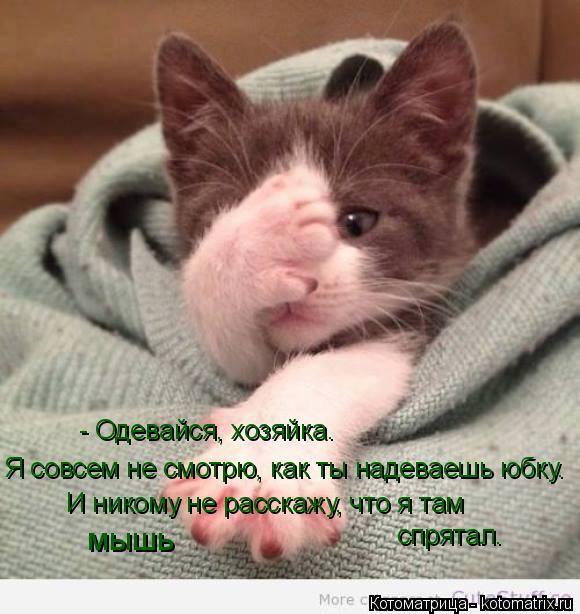 - Одевайся, хозяйка. Я совсем не смотрю, как ты надеваешь юбку. И никому не расскажу, что я там мышь... Котоматрица: - Одевайся, хозяйка. Я совсем не смотрю, как ты надеваешь юбку. И никому не расскажу, что я там мышь спрятал.