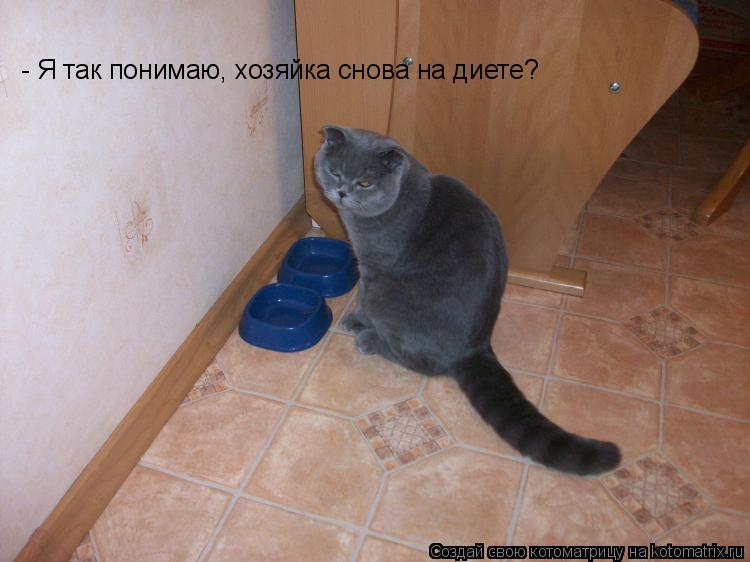 - Я так понимаю, хозяйка снова на диете?... Котоматрица: - Я так понимаю, хозяйка снова на диете?