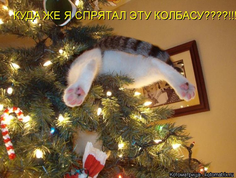 КУДА ЖЕ Я СПРЯТАЛ ЭТУ КОЛБАСУ????!!!!!... Котоматрица: КУДА ЖЕ Я СПРЯТАЛ ЭТУ КОЛБАСУ????!!!!!