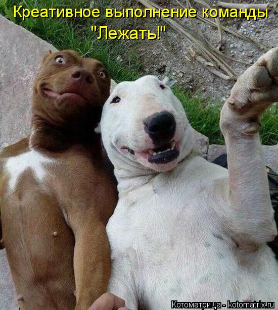 Креативное выполнение команды "Лежать!"... Котоматрица: Креативное выполнение команды "Лежать!"