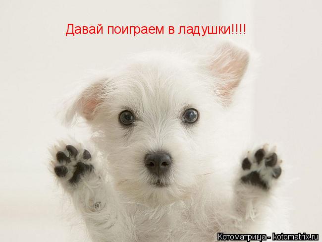 Котоматрица: Давай поиграем в ладушки!!!!