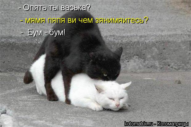 Котоматрица: - Опять ты васька?  - мямя пяпя ви чем зянимяитесь? -  Бум - бум!