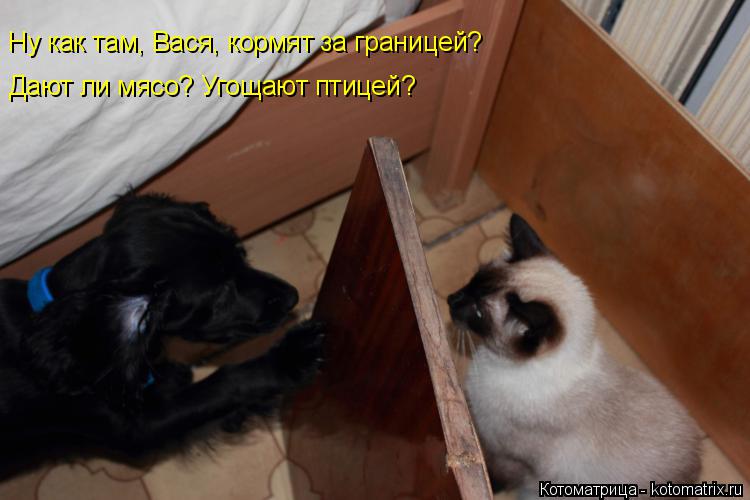 Котоматрица: Ну как там, Вася, кормят за границей? Дают ли мясо? Угощают птицей?