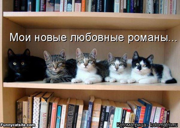 Мои новые любовные романы...... Котоматрица: Мои новые любовные романы...