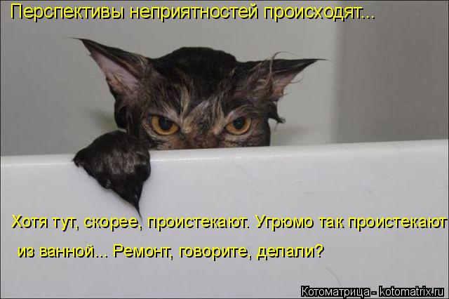 Перспективы неприятностей происходят... Хотя тут, скорее, проистекают. Угрюмо так проистекают из ванн... Котоматрица: Перспективы неприятностей происходят... Хотя тут, скорее, проистекают. Угрюмо так проистекают из ванной... Ремонт, говорите, делали?