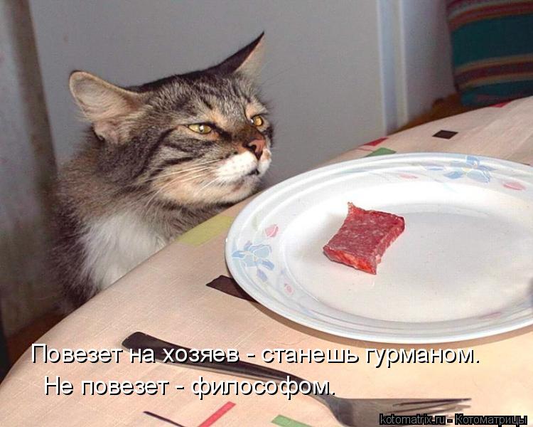 Котоматрица: Повезет на хозяев - станешь гурманом. Не повезет - философом.