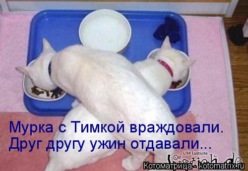 Мурка с Тимкой враждовали. Друг другу ужин отдавали...... Котоматрица: Мурка с Тимкой враждовали. Друг другу ужин отдавали...