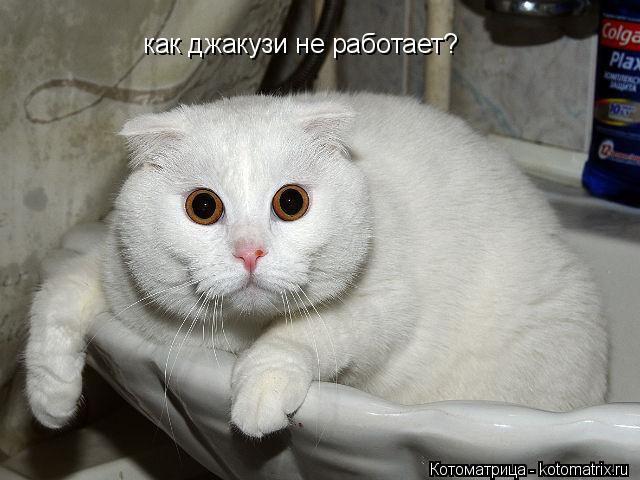 как джакузи не работает?... Котоматрица: как джакузи не работает?