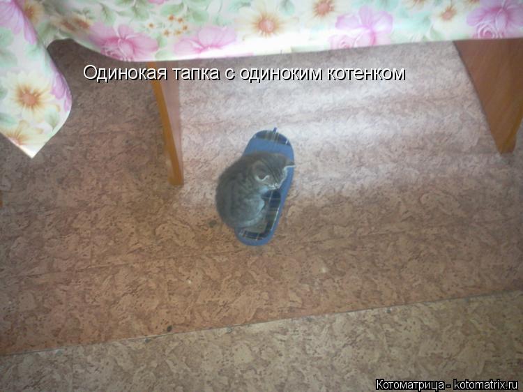 Одинокая тапка с одиноким котенком... Котоматрица: Одинокая тапка с одиноким котенком