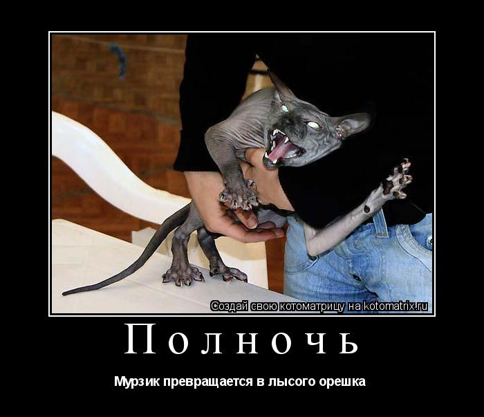 Котоматрица: Полночь  Мурзик превращается в лысого орешка 