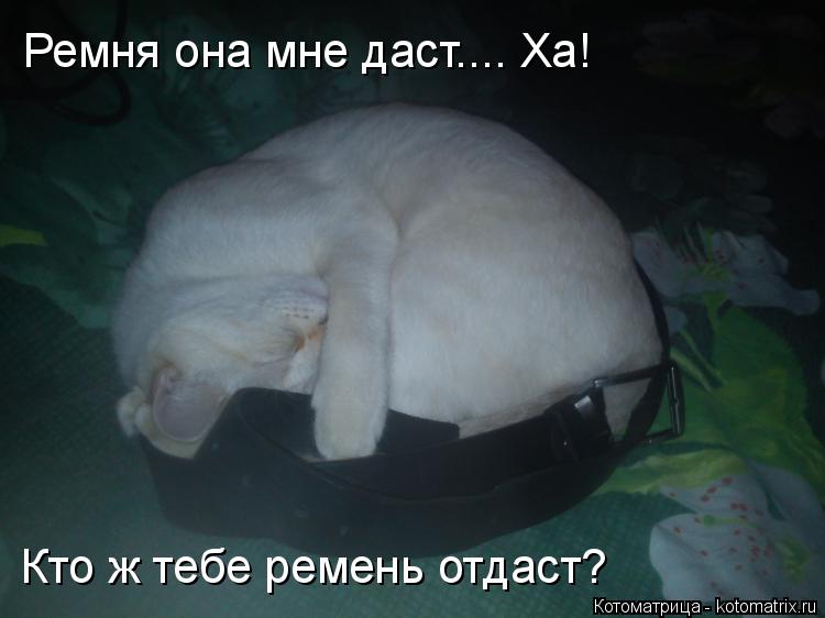 Котоматрица: Ремня она мне даст.... Ха! Кто ж тебе ремень отдаст?