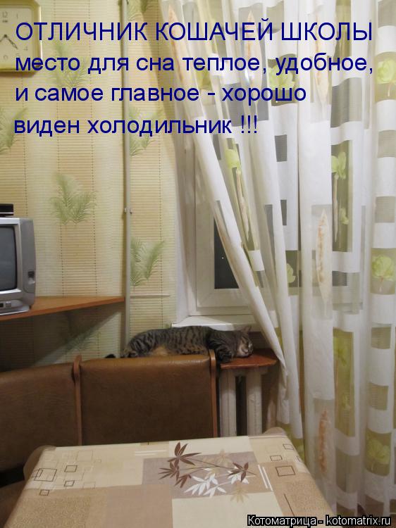 Котоматрица: ОТЛИЧНИК КОШАЧЕЙ ШКОЛЫ место для сна теплое, удобное, и самое главное - хорошо  виден холодильник !!!