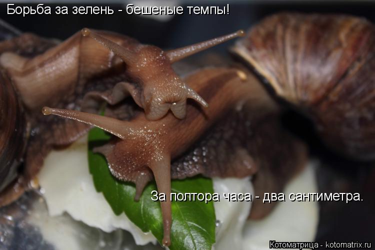 Борьба за зелень - бешеные темпы! За полтора часа - два сантиметра.... Котоматрица: Борьба за зелень - бешеные темпы! За полтора часа - два сантиметра.