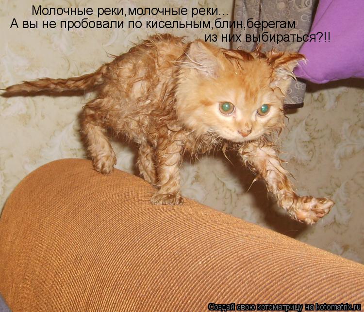 Котоматрица: Молочные реки,молочные реки...  А вы не пробовали по кисельным,блин,берегам  из них выбираться?!!