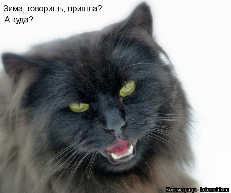 Котоматрица: Зима, говоришь, пришла? А куда?