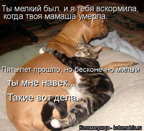 Котоматрица: Ты мелкий был, и я тебя вскормила,  когда твоя мамаша умерла.  Пять лет прошло, но бесконечно милый  ты мне навек... Такие вот дела...