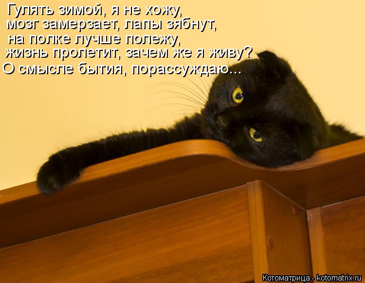 Котоматрица: Гулять зимой, я не хожу, мозг замерзает, лапы зябнут, на полке лучше полежу, жизнь пролетит, зачем же я живу? О смысле бытия, порассуждаю...