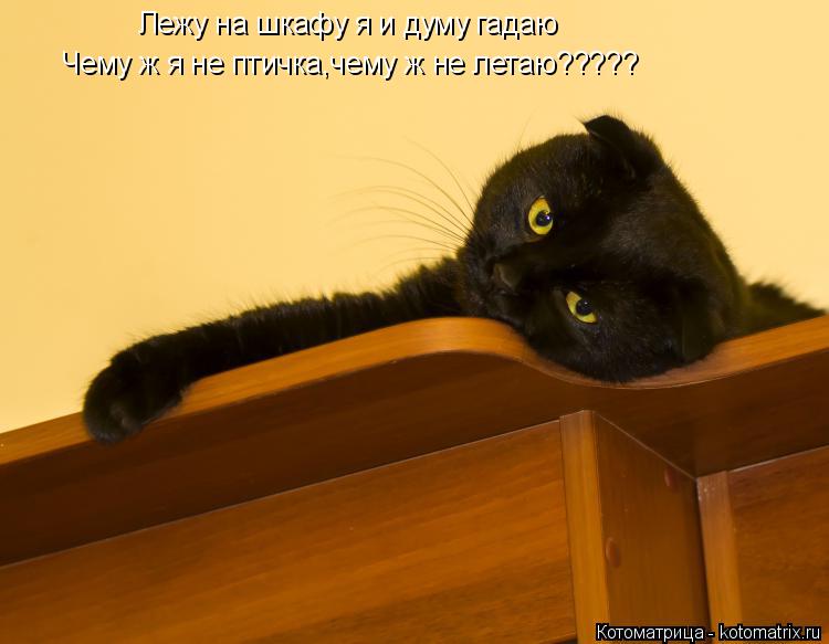 Котоматрица: Лежу на шкафу я и думу гадаю Чему ж я не птичка,чему ж не летаю?????