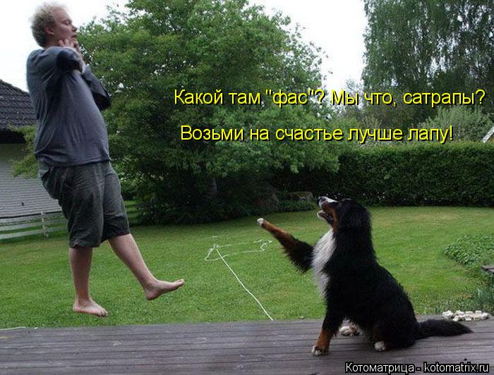 Какой там "фас"? Мы что, сатрапы? Возьми на счастье лучше лапу!... Котоматрица: Какой там "фас"? Мы что, сатрапы? Возьми на счастье лучше лапу!